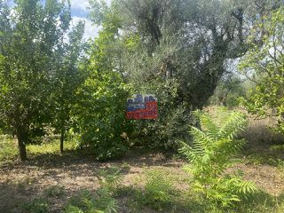 Αγροτεμάχια 2.000 τ.μ. για πώληση, Αχαΐα, Αίγιο-thumb-5