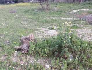 Αγροτεμάχια 2.650 τ.μ. για πώληση, Αχαΐα, Μεσσατίδα-thumb-4