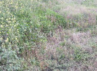 Αγροτεμάχια 2.650 τ.μ. για πώληση, Αχαΐα, Μεσσατίδα-thumb-24
