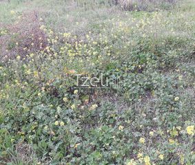 Αγροτεμάχια 2.650 τ.μ. για πώληση, Αχαΐα, Μεσσατίδα-thumb-22