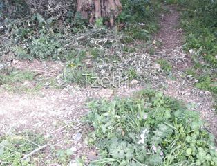 Αγροτεμάχια 2.650 τ.μ. για πώληση, Αχαΐα, Μεσσατίδα-thumb-12