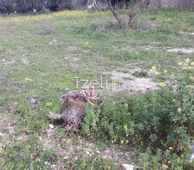 Αγροτεμάχια 2.650 τ.μ. για πώληση, Αχαΐα, Μεσσατίδα-thumb-15