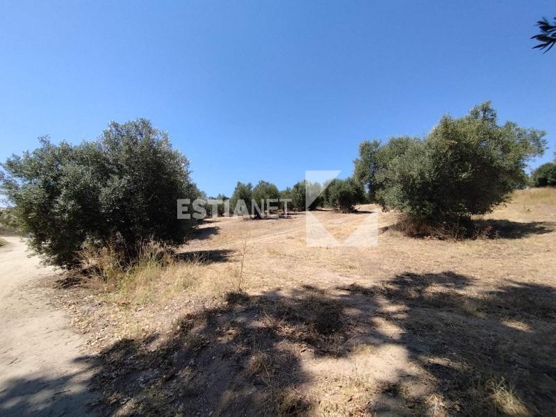 Αγροτεμάχια 12.460 τ.μ. προς πώληση, Αγία Παρασκευή Παλλήνης