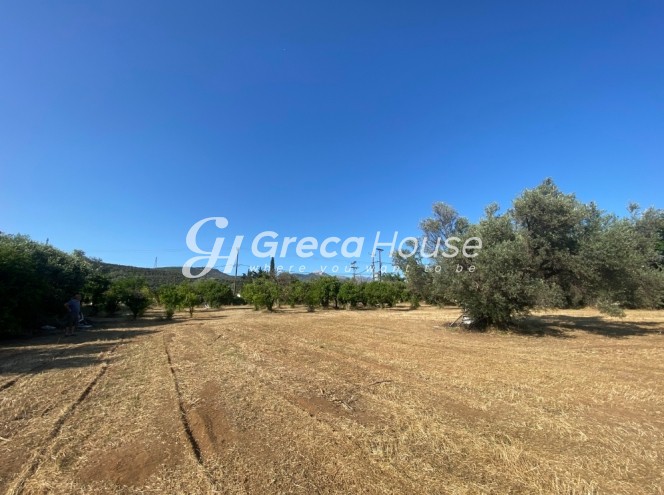 Οικόπεδο 7.585 τ.μ. πρός πώληση, Εύβοια, Ερέτρια
