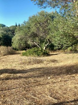 Οικόπεδο 4.000τ.μ. για πώληση-Δυτικής αχαΐας » Αλισσός