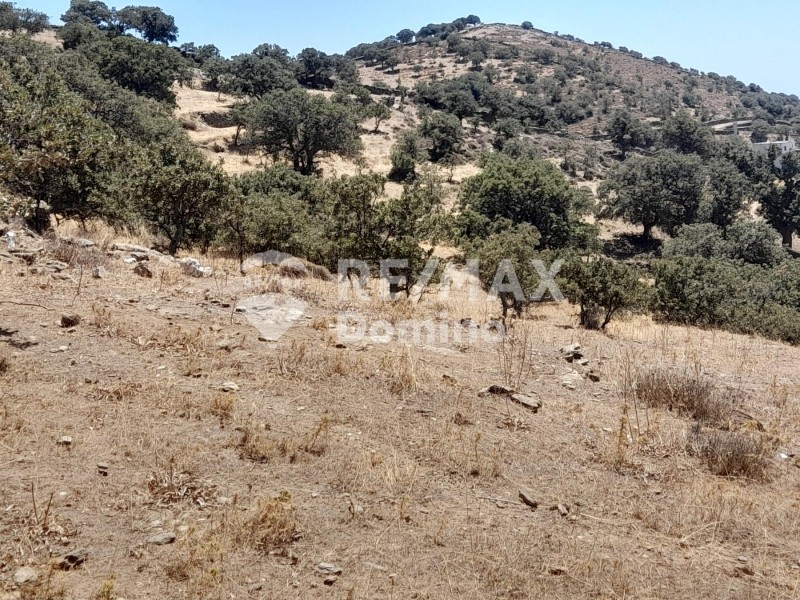 Αγροτεμάχια 8.058 τ.μ. προς πώληση, Κάτω Μεριά