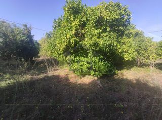 Οικόπεδο 6.000 τ.μ. για πώληση, Αχαΐα, Πάτρα-thumb-5