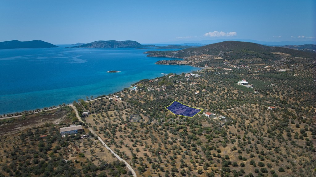 Αγροτεμάχια 4.379 τ.μ. προς πώληση, Αχλαδίτσα
