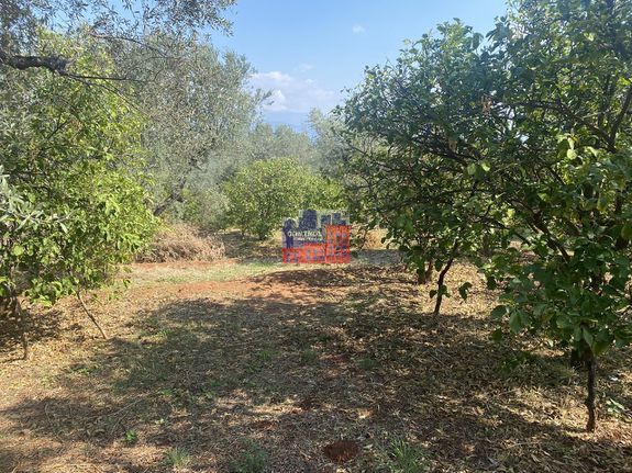 Parcel 2.500 sqm for sale, Achaia, Aigio