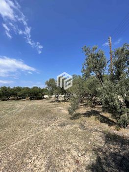 Οικόπεδο 2.616τ.μ. για πώληση-Αίγινα » Λιβάδι