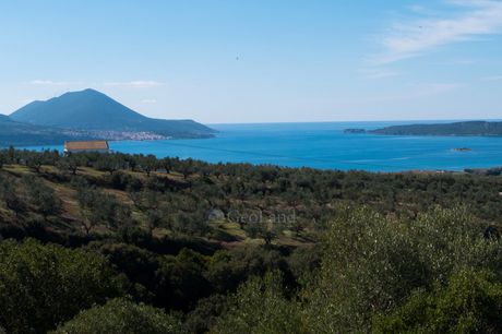 Αγροτεμάχια 8.200τ.μ. για πώληση-Πύλος » Ελαιόφυτο