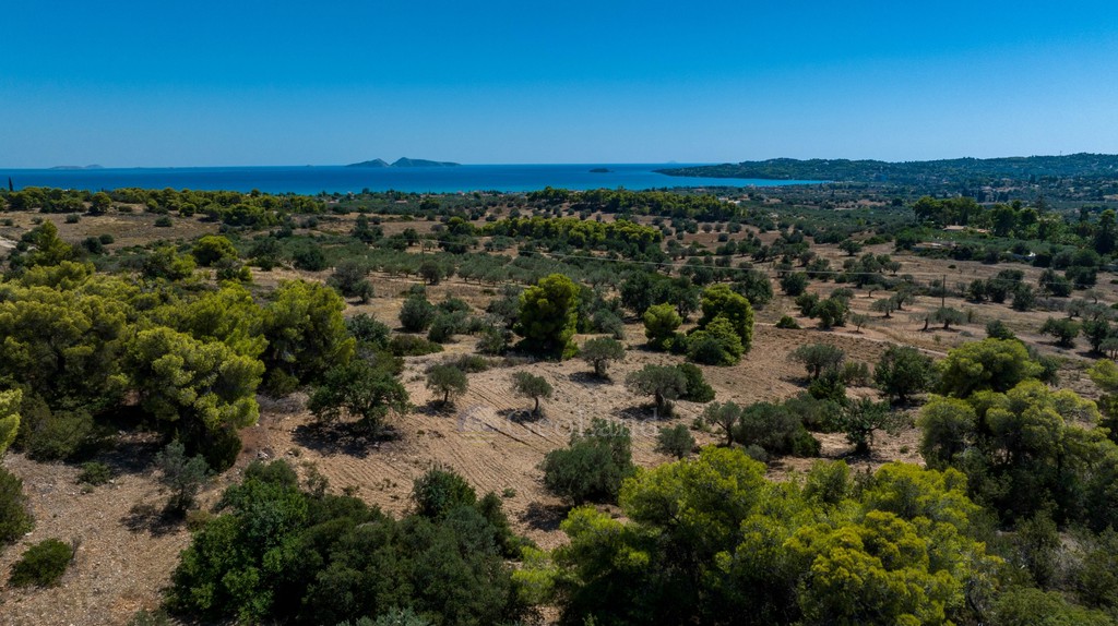 Αγροτεμάχια 22.185 τ.μ. προς πώληση, Πορτοχέλι