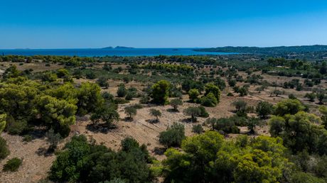Αγροτεμάχια 6.500 τ.μ. για πώληση