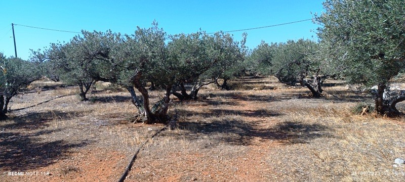 Οικόπεδο 660 τ.μ. για πώληση, Ν. Λασιθίου, Λεύκη