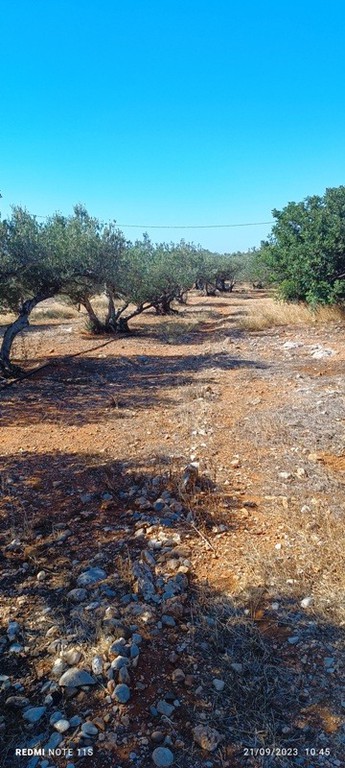 Οικόπεδο 660 τ.μ. πρός πώληση, Ν. Λασιθίου, Λεύκη