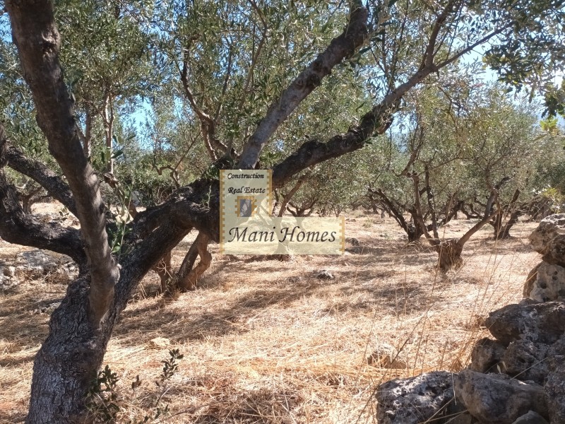 Οικόπεδο 4.123 τ.μ. προς πώληση, Ρίγκλια
