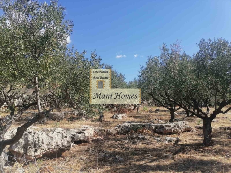 Οικόπεδο 4.123 τ.μ. προς πώληση, Ρίγκλια