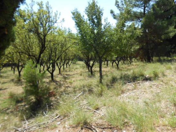 Αγροτεμάχια 7.000 τ.μ. για πώληση, Ν. Σερρών, Σέρρες