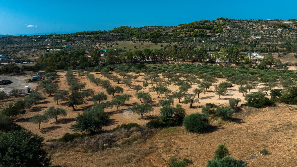 Αγροτεμάχια 13.785 τ.μ. προς πώληση, Πορτοχέλι