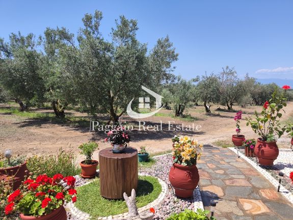 Αγροτεμάχια 16.000 τ.μ. για πώληση, Ν. Καβάλας, Ορφανό