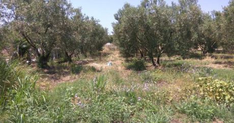 Οικόπεδο 5.500τ.μ. για πώληση-Ορφανό » Οφρύνιο