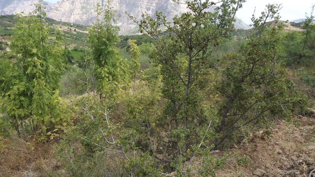 Αγροτεμάχια 4.600 τ.μ. προς πώληση, Λόφος Διακοπτού