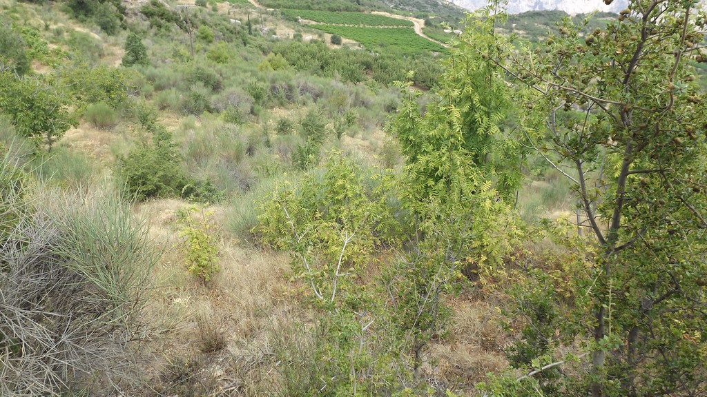 Αγροτεμάχια 4.600 τ.μ. προς πώληση, Λόφος Διακοπτού