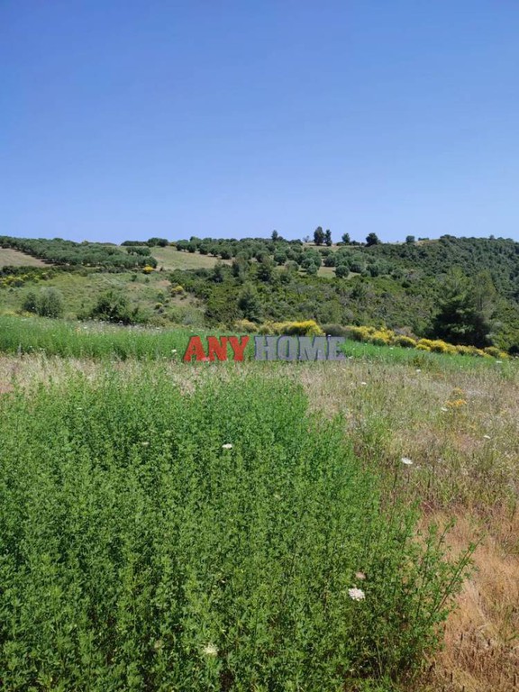 Αγροτεμάχια 55.000 τ.μ. προς πώληση, Ανθούσα Παλλήνης Χαλκιδικής