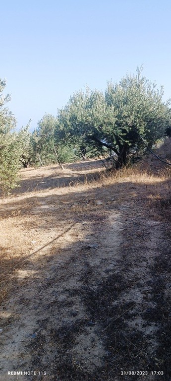 Αγροτεμάχια 12.000 τ.μ. πρός πώληση, Ν. Λασιθίου, Ιεράπετρα