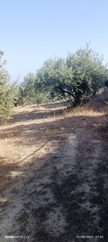 Αγροτεμάχια 12.000τ.μ. για πώληση-Ιεράπετρα » Ανατολή