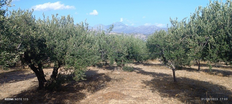 Αγροτεμάχια 12.000 τ.μ. πρός πώληση, Ν. Λασιθίου, Ιεράπετρα