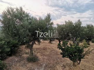 Οικόπεδο 515 τ.μ. για πώληση, Αχαΐα, Μεσσατίδα-thumb-30