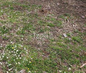 Οικόπεδο 692 τ.μ. για πώληση, Αχαΐα, Μεσσατίδα-thumb-29
