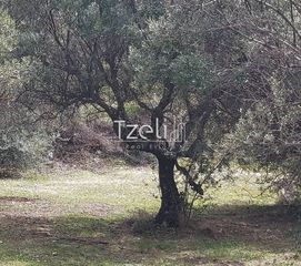 Οικόπεδο 692 τ.μ. για πώληση, Αχαΐα, Μεσσατίδα-thumb-18