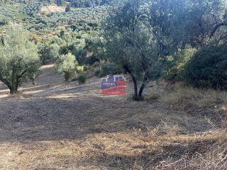 Αγροτεμάχια 14.864 τ.μ. για πώληση