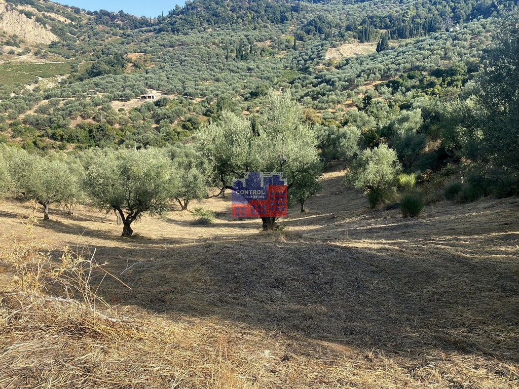 Αγροτεμάχια 14.864 τ.μ. προς πώληση, Δαφνές Αιγίου