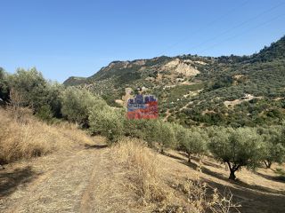 Αγροτεμάχια 14.864 τ.μ. για πώληση, Αχαΐα, Αίγιο-thumb-3