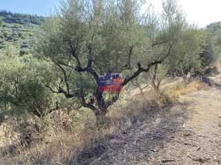 Αγροτεμάχια 14.864 τ.μ. για πώληση, Αχαΐα, Αίγιο-thumb-9