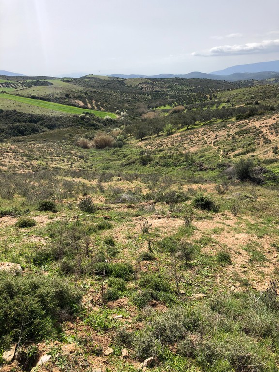 Αγροτεμάχια 10.700 τ.μ. πρός πώληση, Εύβοια, Αυλώνα
