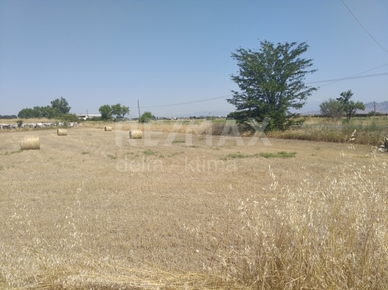 Οικόπεδο 4.246 τ.μ. πρός ενοικίαση, Ν. Λάρισας, Πλατύκαμπος