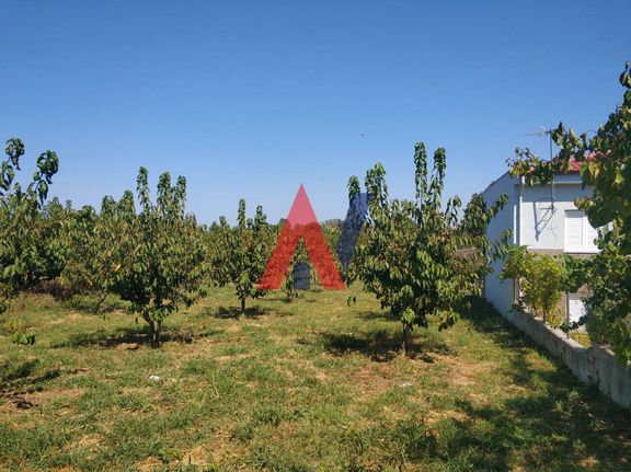 Αγροτεμάχια 1.500 τ.μ. για πώληση, Ν. Λάρισας, Μελίβοια