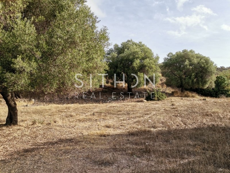 Αγροτεμάχια 1.151 τ.μ. προς πώληση, Δεστενίκα
