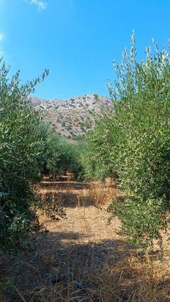 Αγροτεμάχια 3.000 τ.μ. για πώληση, Ν. Ηρακλείου, Τύλισος