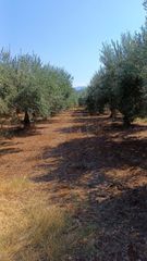 Αγροτεμάχια 3.000 τ.μ. για πώληση, Ν. Ηρακλείου, Τύλισος-thumb-2