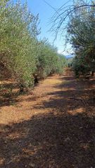 Αγροτεμάχια 3.000 τ.μ. για πώληση, Ν. Ηρακλείου, Τύλισος-thumb-3