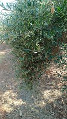 Αγροτεμάχια 3.000 τ.μ. για πώληση, Ν. Ηρακλείου, Τύλισος-thumb-6