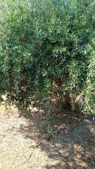 Αγροτεμάχια 3.000 τ.μ. για πώληση, Ν. Ηρακλείου, Τύλισος-thumb-7