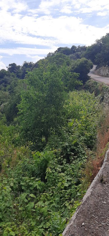 Οικόπεδο 1.510 τ.μ. προς πώληση, Ν. Λευκάδας, Λευκάδα