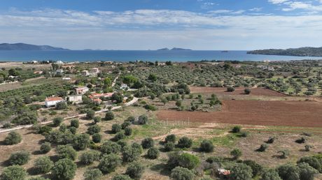 Αγροτεμάχια 6.000 τ.μ. για πώληση