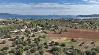 Αγροτεμάχια 6.000 τ.μ. για πώληση